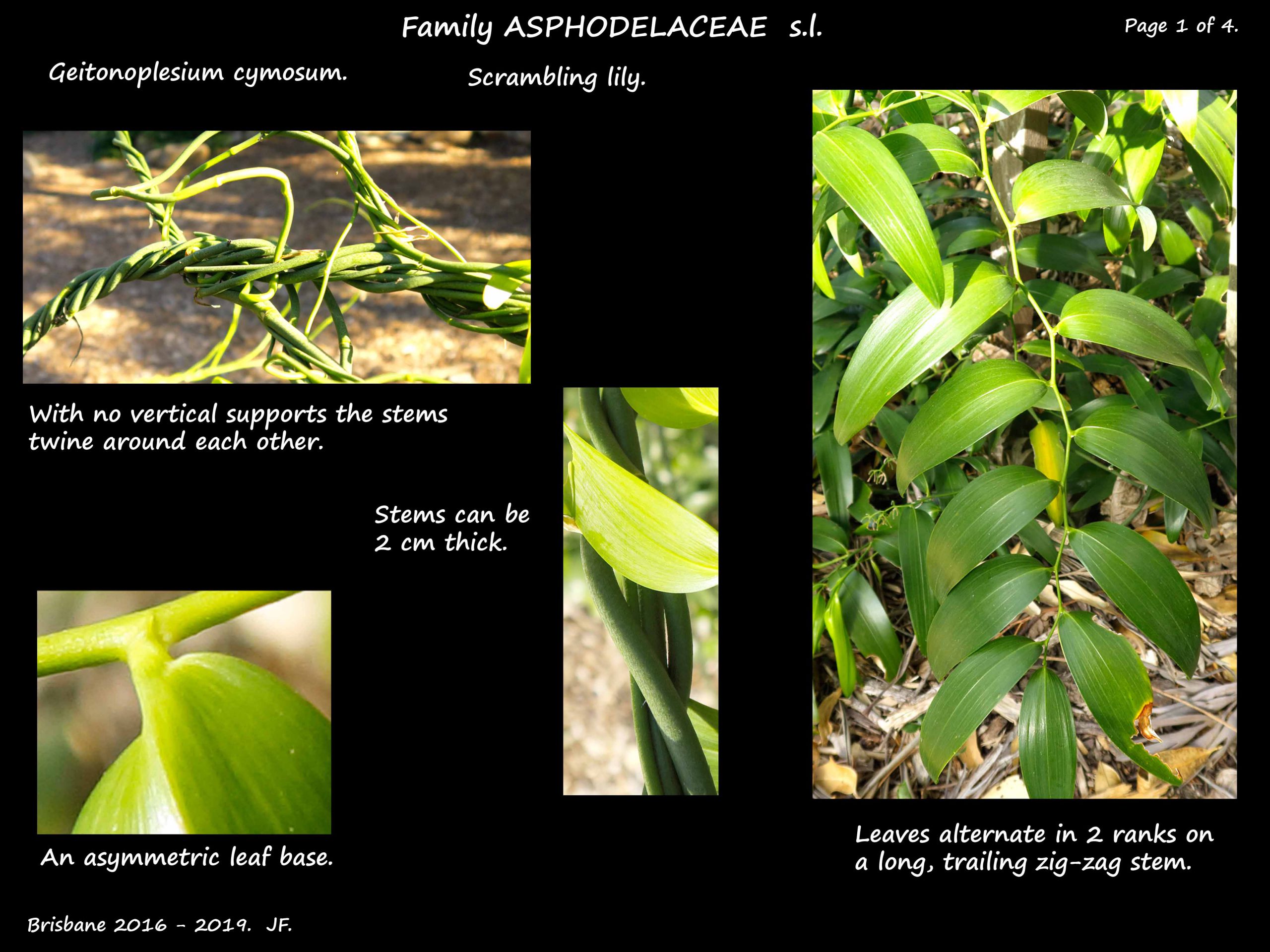 1 Scrambling lily stems & leaves